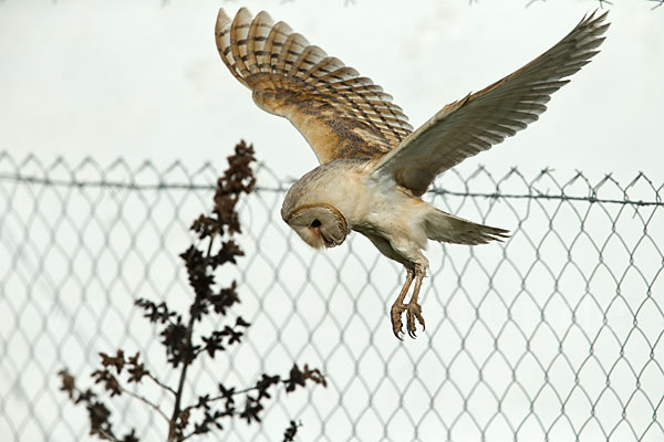 Schleiereule (Tyto alba)