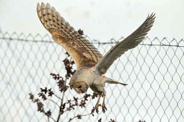 Schleiereule (Tyto alba)