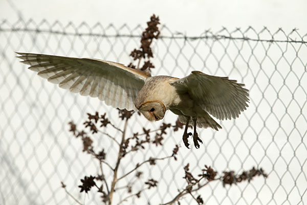 Schleiereule (Tyto alba)