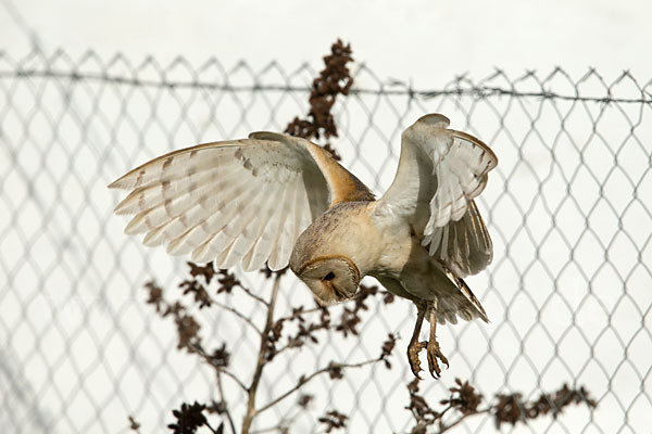 Schleiereule (Tyto alba)