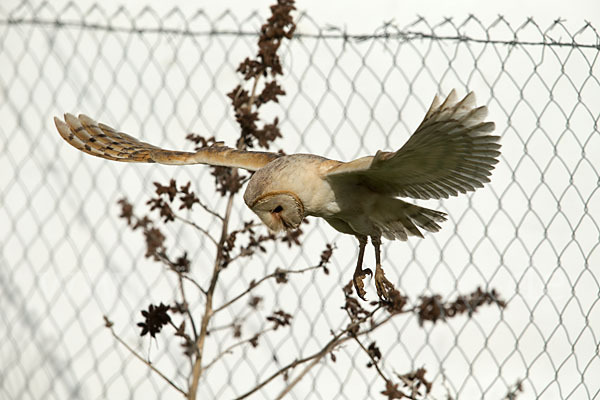 Schleiereule (Tyto alba)