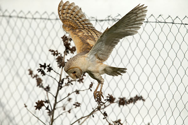 Schleiereule (Tyto alba)