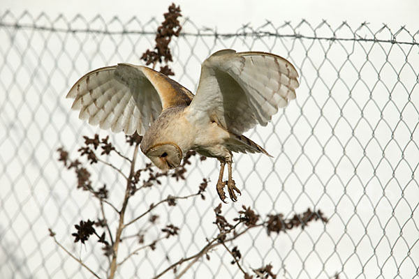 Schleiereule (Tyto alba)