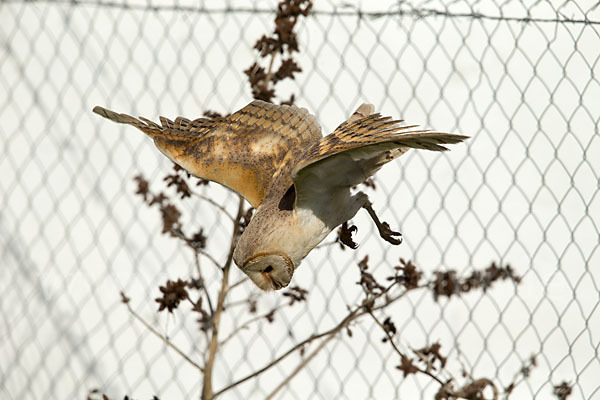 Schleiereule (Tyto alba)