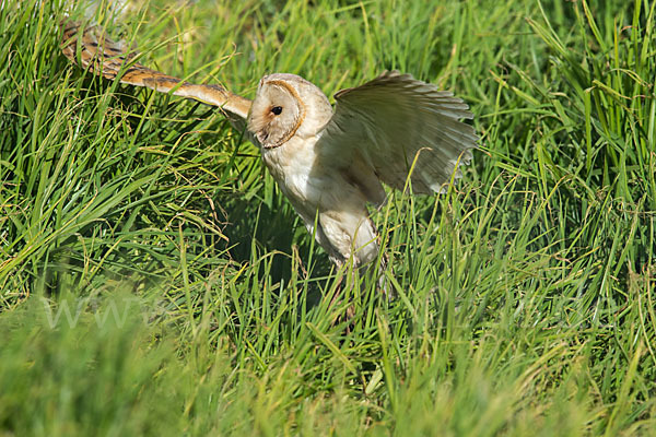 Schleiereule (Tyto alba)