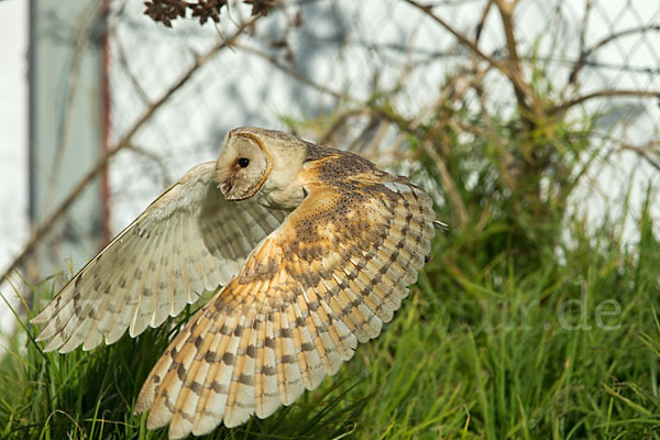 Schleiereule (Tyto alba)