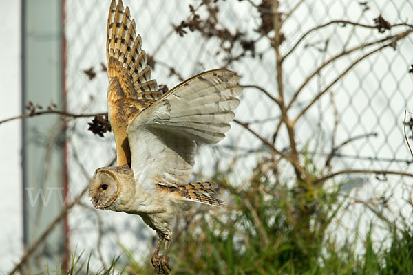 Schleiereule (Tyto alba)