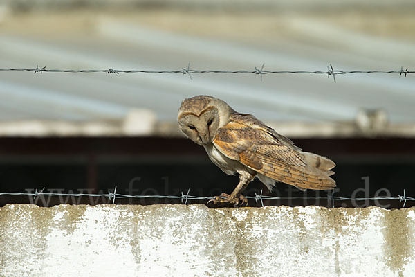 Schleiereule (Tyto alba)