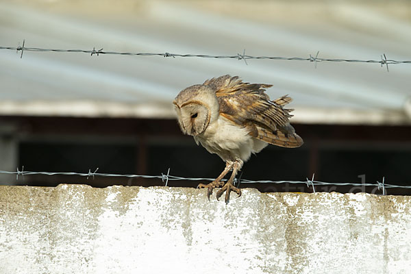 Schleiereule (Tyto alba)