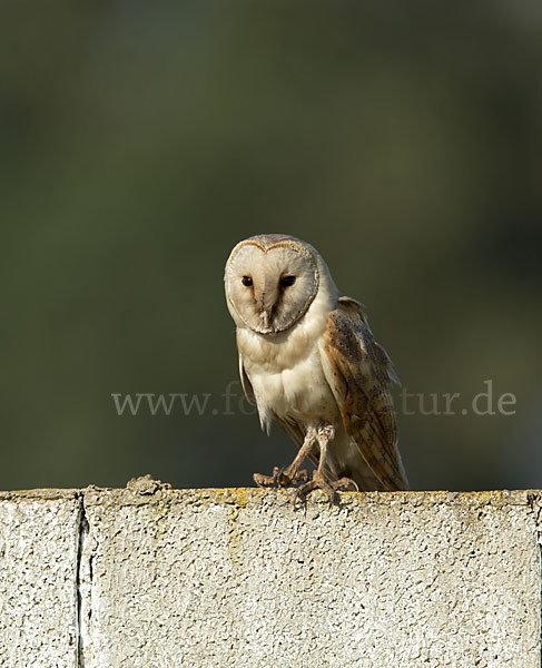 Schleiereule (Tyto alba)