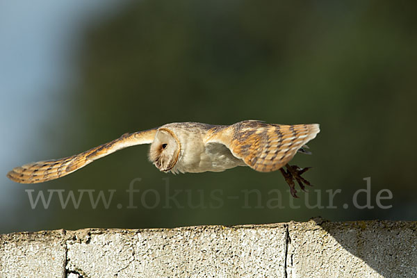 Schleiereule (Tyto alba)