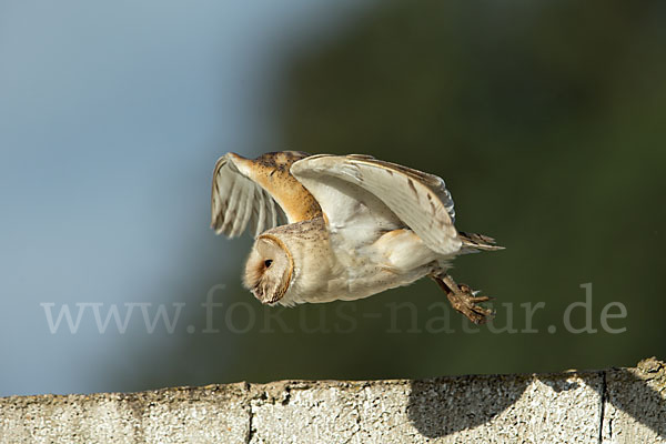 Schleiereule (Tyto alba)