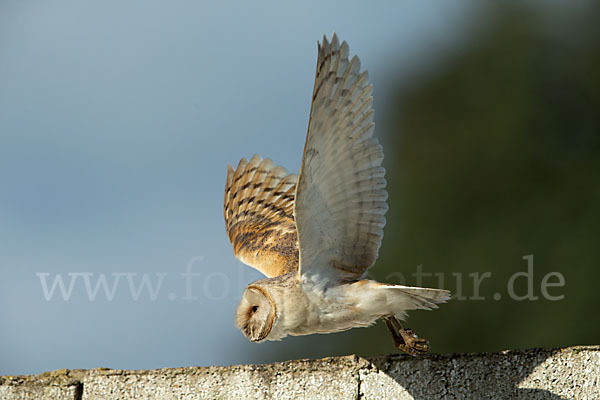 Schleiereule (Tyto alba)