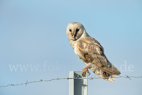 Schleiereule (Tyto alba)