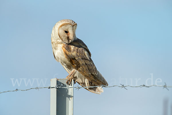 Schleiereule (Tyto alba)