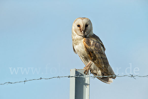 Schleiereule (Tyto alba)