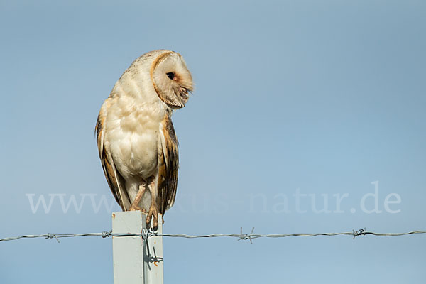 Schleiereule (Tyto alba)