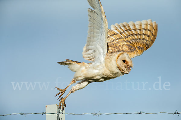 Schleiereule (Tyto alba)