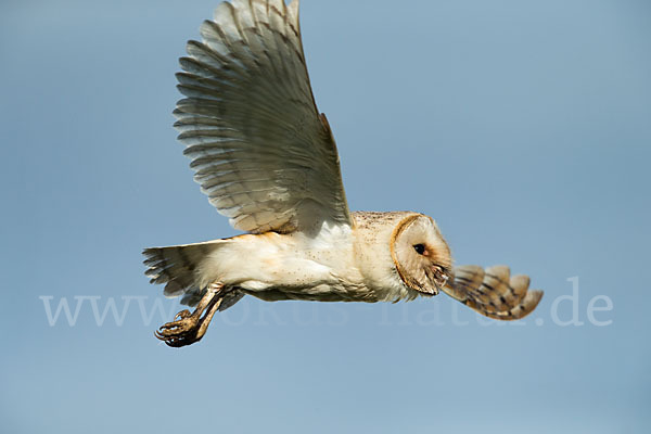 Schleiereule (Tyto alba)