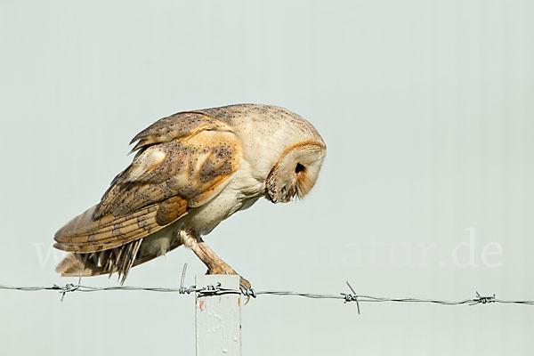 Schleiereule (Tyto alba)