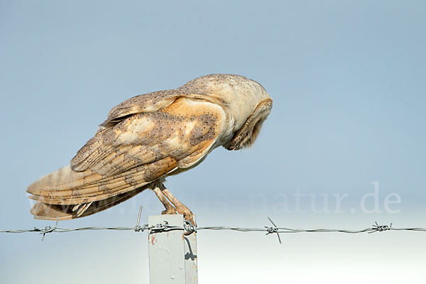 Schleiereule (Tyto alba)