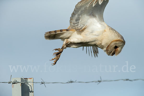 Schleiereule (Tyto alba)