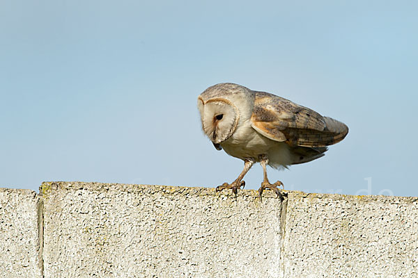 Schleiereule (Tyto alba)