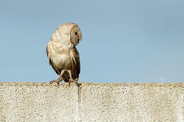 Schleiereule (Tyto alba)