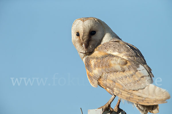 Schleiereule (Tyto alba)