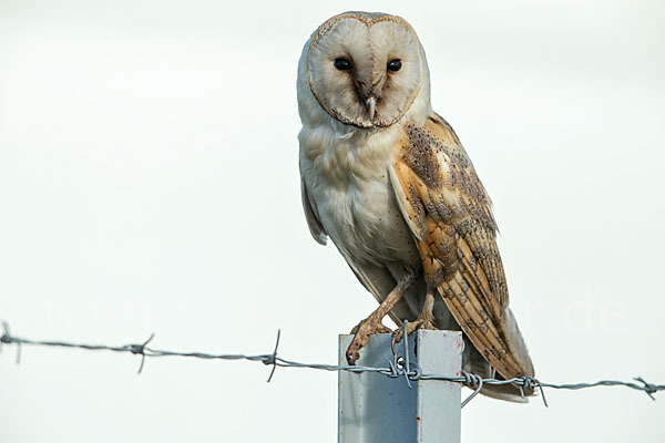 Schleiereule (Tyto alba)