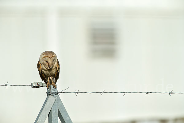 Schleiereule (Tyto alba)