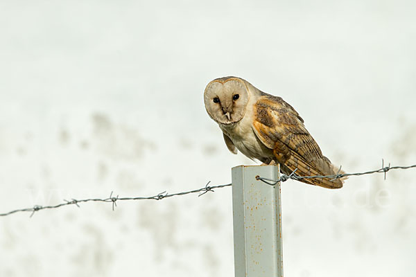 Schleiereule (Tyto alba)