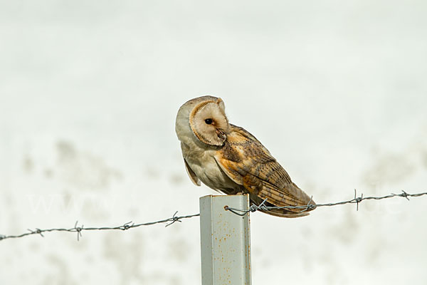 Schleiereule (Tyto alba)