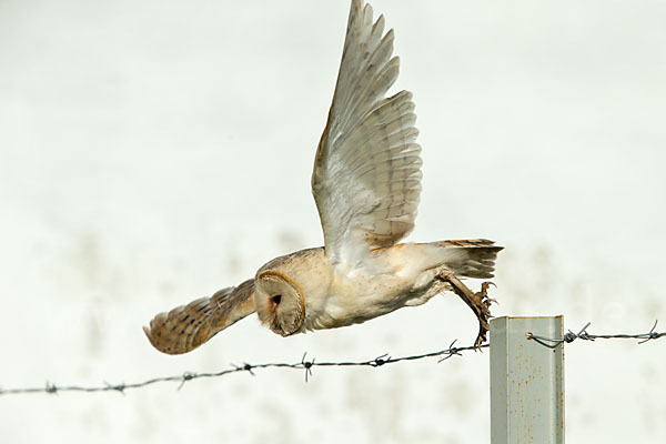 Schleiereule (Tyto alba)