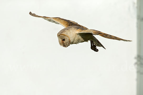 Schleiereule (Tyto alba)