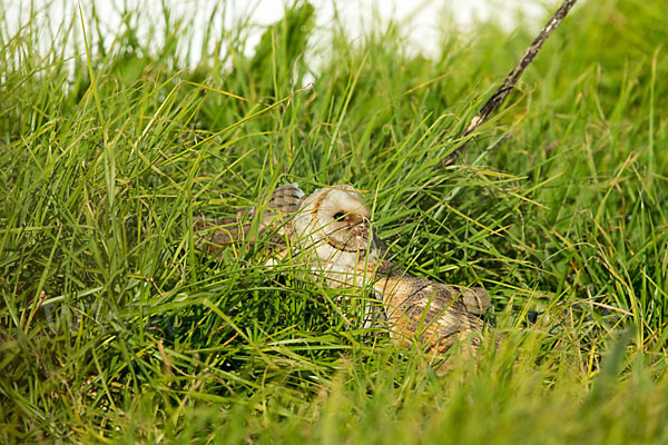 Schleiereule (Tyto alba)