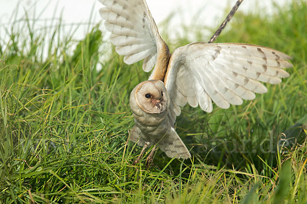 Schleiereule (Tyto alba)