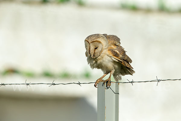 Schleiereule (Tyto alba)