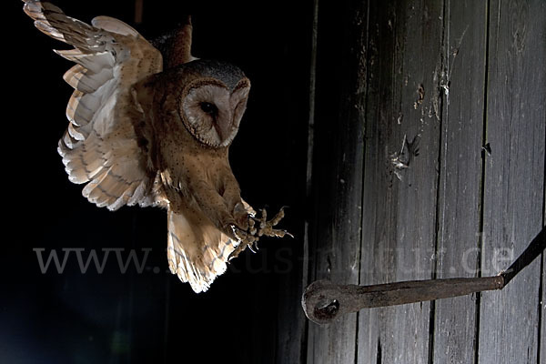 Schleiereule (Tyto alba)