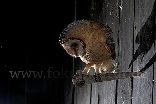 Schleiereule (Tyto alba)