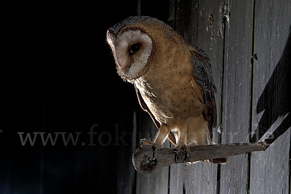 Schleiereule (Tyto alba)