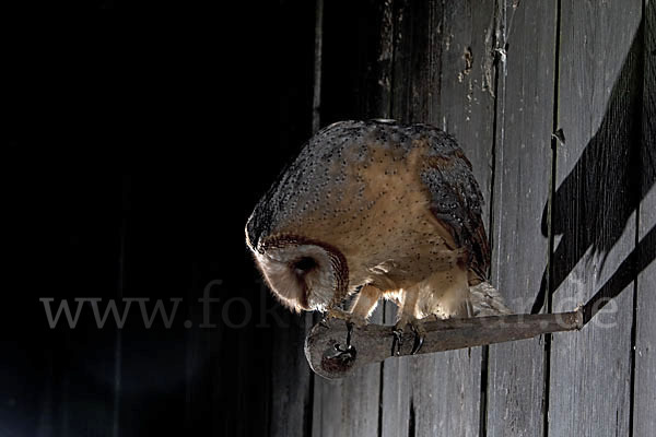 Schleiereule (Tyto alba)