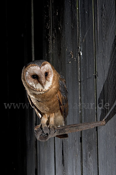 Schleiereule (Tyto alba)