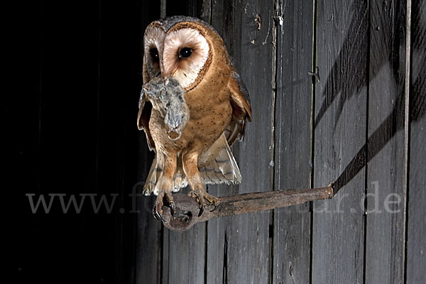 Schleiereule (Tyto alba)