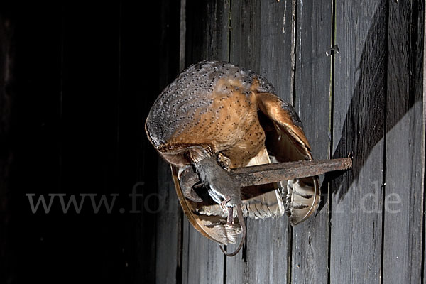 Schleiereule (Tyto alba)