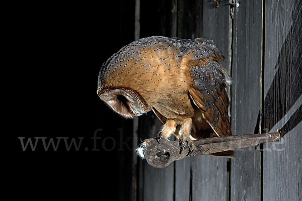 Schleiereule (Tyto alba)