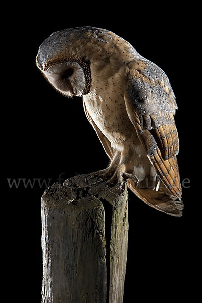 Schleiereule (Tyto alba)