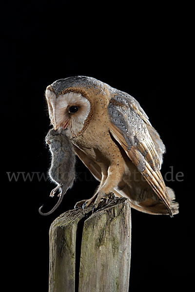 Schleiereule (Tyto alba)