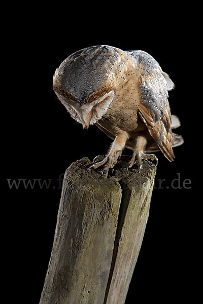 Schleiereule (Tyto alba)