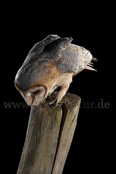 Schleiereule (Tyto alba)